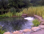 Pond and Landscape Design