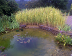 Pond and Landscape Design