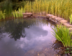 Pond and Landscape Design